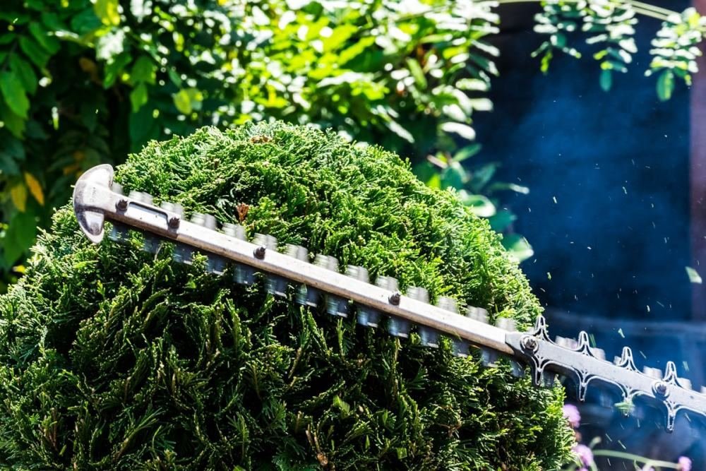 A hedge trimmer shaping the top of a dense boxwood